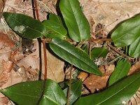 Lonicera acuminata 3, Saxifraga-Rutger Barendse