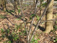 Lonicera acuminata 4, Saxifraga-Rutger Barendse