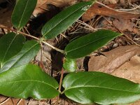 Lonicera acuminata 8, Saxifraga-Rutger Barendse