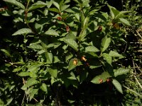 Lonicera involucrata 4, Ledebours kamperfoelie, Saxifraga-Ed Stikvoort : Hongaarse wikke gg A900 Lamswaarde