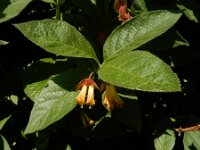Lonicera involucrata 5, Ledebours kamperfoelie, Saxifraga-Ed Stikvoort : Hongaarse wikke gg A900 Lamswaarde