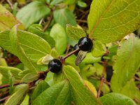 Lonicera japonica 11, Japanse kamperfoelie, Saxifraga-Ed Stikvoort