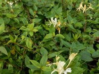 Lonicera japonica 12, Japanse kamperfoelie, Saxifraga-Ed Stikvoort