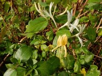 Lonicera japonica 13, Japanse kamperfoelie, Saxifraga-Ed Stikvoort