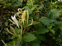 Lonicera japonica 14, Japanse kamperfoelie, Saxifraga-Ed Stikvoort