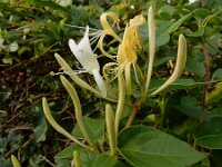 Lonicera japonica 15, Japanse kamperfoelie, Saxifraga-Ed Stikvoort