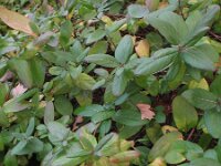 Lonicera japonica 2, Japanse kamperfoelie, Saxifraga-Rutger Barendse