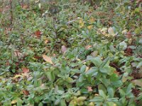 Lonicera japonica 3, Japanse kamperfoelie, Saxifraga-Rutger Barendse