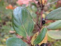 Lonicera japonica 4, Japanse kamperfoelie, Saxifraga-Rutger Barendse