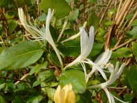 Lonicera japonica 6, Japanse kamperfoelie, Saxifraga-Ed Stikvoort