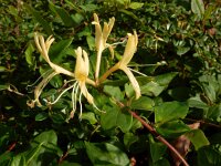 Lonicera japonica 7, Japanse kamperfoelie, Saxifraga-Ed Stikvoort