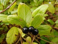Lonicera japonica 8, Japanse kamperfoelie, Saxifraga-Ed Stikvoort