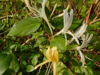 Lonicera japonica 9, Japanse kamperfoelie, Saxifraga-Ed Stikvoort