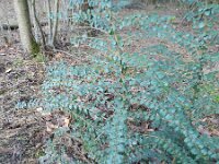 Lonicera nitida 2, Saxifraga-Rutger Barendse