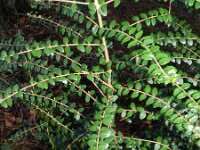 Lonicera nitida 3, Saxifraga-Rutger Barendse