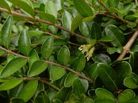 Lonicera nitida 5, Buxuskamperfoelie, Saxifraga-Ed Stikvoort