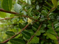 Lonicera nitida 6, Buxuskamperfoelie, Saxifraga-Ed Stikvoort