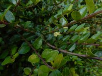 Lonicera nitida 7, Buxuskamperfoelie, Saxifraga-Ed Stikvoort
