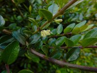 Lonicera nitida 8, Buxuskamperfoelie, Saxifraga-Ed Stikvoort