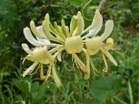 Lonicera periclymenum 45, Wilde kamperfoelie, Saxifraga-Ab H Baas
