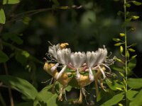 Lonicera periclymenum 68, Wilde kamperfoelie, Saxifraga-Jan van der Straaten