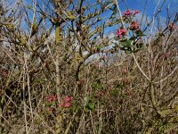 Lonicera tatarica 6, Tartaarse kamperfoelie, Saxifraga-Ed Stikvoort
