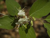 Lonicera xylosteum 10, Rode kamperfoelie, Saxifraga-Jan van der Straaten