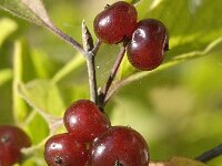 Lonicera xylosteum 11, Rode kamperfoelie, Saxifraga-Jan van der Straaten