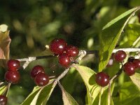 Lonicera xylosteum 12, Rode kamperfoelie, Saxifraga-Jan van der Straaten