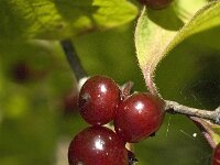 Lonicera xylosteum 13, Rode kamperfoelie, Saxifraga-Jan van der Straaten