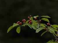 Lonicera xylosteum 15, Rode kamperfoelie, Saxifraga-Jan van der Straaten