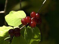 Lonicera xylosteum 16, Rode kamperfoelie, Saxifraga-Jan van der Straaten