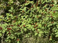 Lonicera xylosteum 17, Rode kamperfoelie, Saxifraga-Jan van der Straaten
