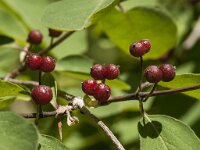 Lonicera xylosteum 18, Rode kamperfoelie, Saxifraga-Marijke Verhagen