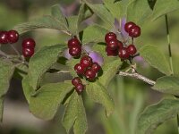 Lonicera xylosteum 19, Rode Kamperfoelie, Saxifraga-Marijke Verhagen