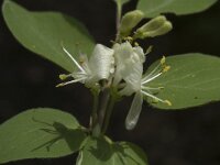 Lonicera xylosteum 2, Rode kamperfoelie, Saxifraga-Jan van der Straaten