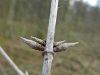 Lonicera xylosteum 20, Rode kamperfoelie, Saxifraga-Rutger Barendse
