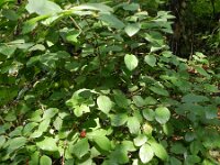 Lonicera xylosteum 21, Rode kamperfoelie, Saxifraga-Rutger Barendse