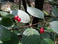 Lonicera xylosteum 22, Rode kamperfoelie, Saxifraga-Rutger Barendse