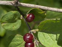 Lonicera xylosteum 23, Rode kamperfoelie, Saxifraga-Jan van der Straaten
