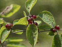 Lonicera xylosteum 24, Rode kamperfoelie, Saxifraga-Willem van Kruijsbergen