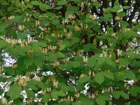 Lonicera xylosteum 25, Rode kamperfoelie, Saxifraga-Ed Stikvoort