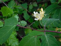 Lonicera xylosteum 26, Rode kamperfoelie, Saxifraga-Ed Stikvoort