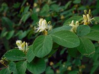 Lonicera xylosteum 27, Rode kamperfoelie, Saxifraga-Ed Stikvoort