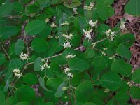 Lonicera xylosteum 28, Rode kamperfoelie, Saxifraga-Ed Stikvoort