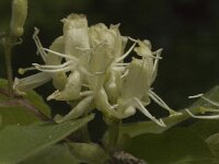 Lonicera xylosteum 3, Rode kamperfoelie, Saxifraga-Jan van der Straaten