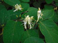 Lonicera xylosteum 30, Rode kamperfoelie, Saxifraga-Ed Stikvoort