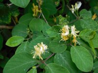 Lonicera xylosteum 31, Rode kamperfoelie, Saxifraga-Ed Stikvoort