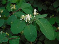 Lonicera xylosteum 33, Rode kamperfoelie, Saxifraga-Ed Stikvoort