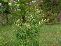 Lonicera xylosteum 35, Rode kamperfoelie, Saxifraga-Hans Grotenhuis